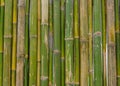 green bamboo fence background texture pattern Royalty Free Stock Photo