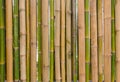 green bamboo fence background texture pattern Royalty Free Stock Photo