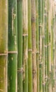 green bamboo fence background texture pattern Royalty Free Stock Photo