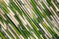 Green bamboo fence texture background. Royalty Free Stock Photo