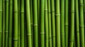 Green bamboo fence texture, bamboo background Royalty Free Stock Photo