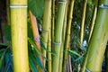 Green Bamboo Forest Royalty Free Stock Photo