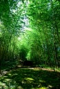 Green Bamboo Forest Royalty Free Stock Photo