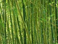 Green Bamboo Forest Royalty Free Stock Photo