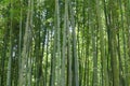Green bamboo forest/grove, bamboo stems.