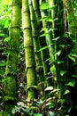 Green Bamboo forest