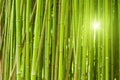 Green bamboo forest Royalty Free Stock Photo