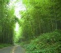 Green bamboo forest