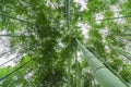 Green bamboo forest bamboo leaves Royalty Free Stock Photo