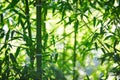 Green Bamboo Forest In China Royalty Free Stock Photo