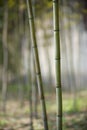 Green bamboo forest in China Royalty Free Stock Photo