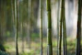Green bamboo forest in China Royalty Free Stock Photo