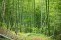 Green Bamboo Forest In China Royalty Free Stock Photo