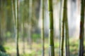 Green bamboo forest in China Royalty Free Stock Photo