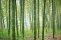 Green Bamboo Forest In China Royalty Free Stock Photo