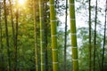 Green Bamboo Forest In China Royalty Free Stock Photo