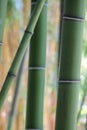 Green Bamboo Forest Detail Jungle Royalty Free Stock Photo