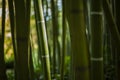 Green Bamboo forest Royalty Free Stock Photo