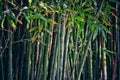 Green bamboo forest in early spring
