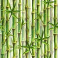 Green bamboo forest seamless pattern Royalty Free Stock Photo