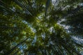 Green Bamboo forest Royalty Free Stock Photo