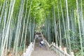 Green bamboo forest