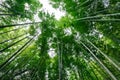 Green bamboo forest