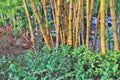 the green bamboo forest with sun light Royalty Free Stock Photo