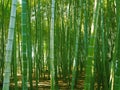 Green bamboo forest in sun light Royalty Free Stock Photo