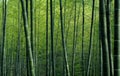 Green bamboo forest textured wallpaper Royalty Free Stock Photo