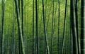 Green bamboo forest textured wallpaper