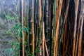 Green bamboo forest in Thailand Royalty Free Stock Photo