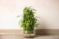Green bamboo in glass bowl Royalty Free Stock Photo