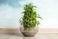 Green bamboo in glass bowl near wall Royalty Free Stock Photo