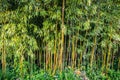 Green bamboo groves or forest, Bambusoideae