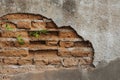 Green bamboo growing from crack of stone wall