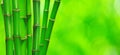 Green bamboo isolated on a green Royalty Free Stock Photo
