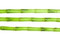 Green bamboo isolated on a white Royalty Free Stock Photo
