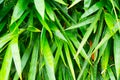 Green bamboo leaf closeup Royalty Free Stock Photo