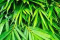 Green bamboo leaf closeup Royalty Free Stock Photo