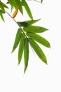 Green bamboo leaf , green tropical foliage texture isolated on white background of file with Clipping Path Royalty Free Stock Photo