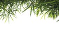 Green bamboo leaf , green tropical foliage texture isolated on white background of file with Clipping Path Royalty Free Stock Photo