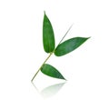 Green bamboo leaf with shadow isolated on white Royalty Free Stock Photo