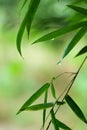 Green bamboo leaf with water drops