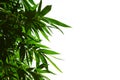 Green bamboo leaf in white background for adding text