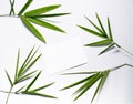 Green bamboo leaf on white background. Spa or beauty banner template with place for text. Royalty Free Stock Photo