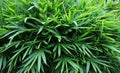 Green Bamboo Leaves