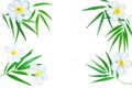 Green bamboo leaves ad plumeria flowers watercolor illustration. Royalty Free Stock Photo