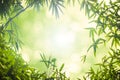 Green bamboo leaves or with background .Green Energy.bokeh spring summer chistmas holiday. Royalty Free Stock Photo