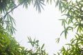 Green bamboo leaves or with background .Green Energy. Royalty Free Stock Photo